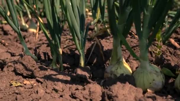 Cebolas Crescem Jardim Foco Seletivo Alimentos — Vídeo de Stock