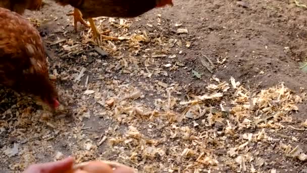 農家は鶏小屋で卵を採取する 選択的な焦点 自然界について — ストック動画