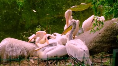 Hayvanat bahçesindeki pelikanlar. Seçici odaklanma. hayvanlar.