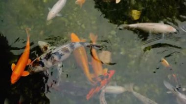 Rezervuardaki koi balığı. Seçici odaklanma. hayvanlar.