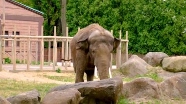 Hayvanat bahçesindeki fil. Seçici odaklanma. hayvanlar.