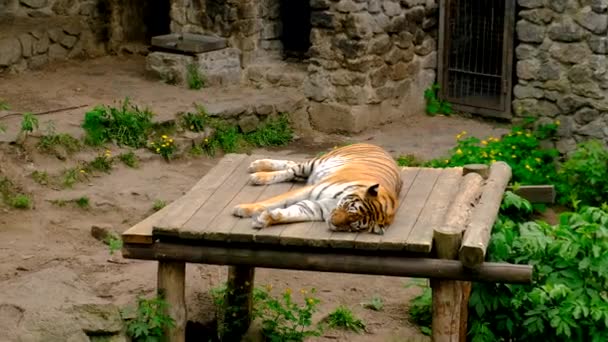 Тигр Лежит Зоопарке Выборочный Фокус Животные — стоковое видео