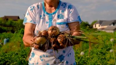 Bahçede soğan tutan yaşlı kadın. Seçici odaklanma. Doğa.