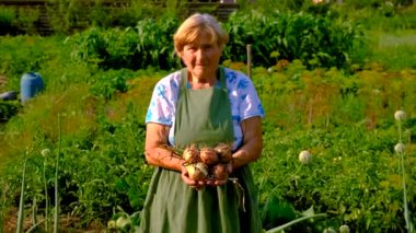 Bahçede soğan tutan yaşlı kadın. Seçici odaklanma. Doğa.