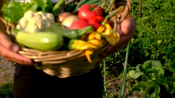 Mężczyzna Trzyma Warzywa Ogrodzie Wybiórcze Skupienie Charakter — Wideo stockowe