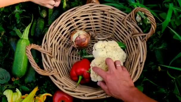 Zbieramy Warzywa Koszyku Ogrodzie Wybiórcze Skupienie Charakter — Wideo stockowe