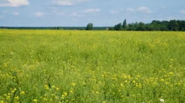 Hardal tarlada çiçek açıyor. Seçici odaklanma. Doğa.