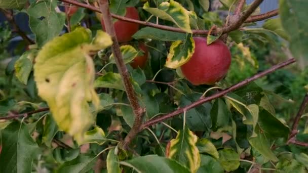 Bahçedeki Bir Ağaçta Bir Elma Yetişiyor Seçici Odaklanma Yiyecek — Stok video