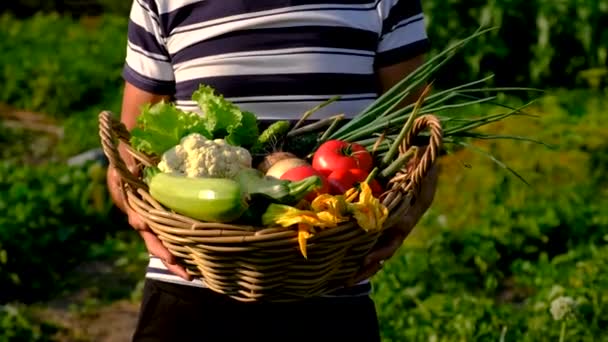 Man Har Grönsaker Trädgården Selektivt Fokus Natur — Stockvideo
