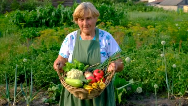Vieille Femme Tenant Des Légumes Dans Jardin Concentration Sélective Nature — Video