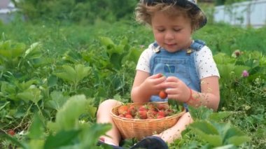 Bir çocuk bahçede çilek topluyor. Seçici odaklanma. yiyecek.