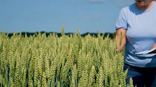 Ein Bauer Geht Durch Ein Weizenfeld Selektiver Fokus Natur — Stockvideo