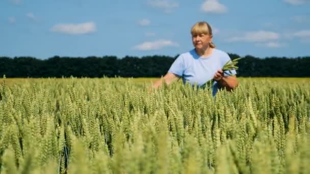 Ένας Αγρότης Διασχίζει Ένα Χωράφι Σιτάρι Επιλεκτική Εστίαση Φύση — Αρχείο Βίντεο