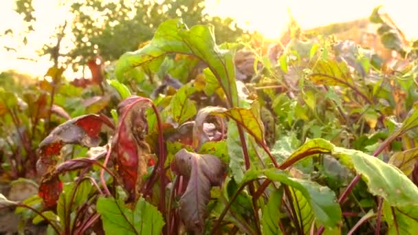Récolte Betteraves Dans Jardin Concentration Sélective Produits Alimentaires — Video