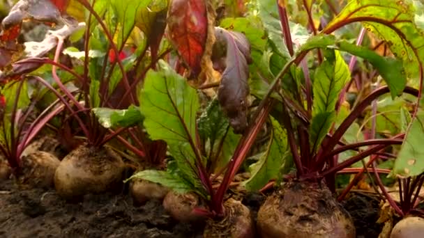 Rübenernte Garten Selektiver Fokus Lebensmittel — Stockvideo