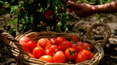 Çiftçi bir adam bahçede domates topluyor. Seçici odaklanma. Yiyecek..