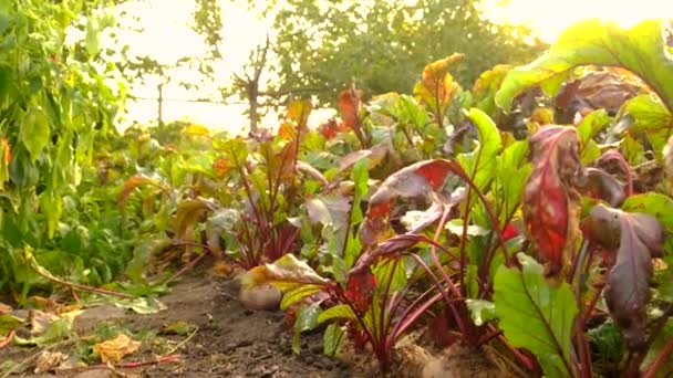 Bahçede Pancar Hasadı Seçici Odaklanma Yiyecek — Stok video