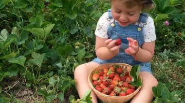 Bir çocuk bahçede çilek topluyor. Seçici odaklanma. yiyecek.