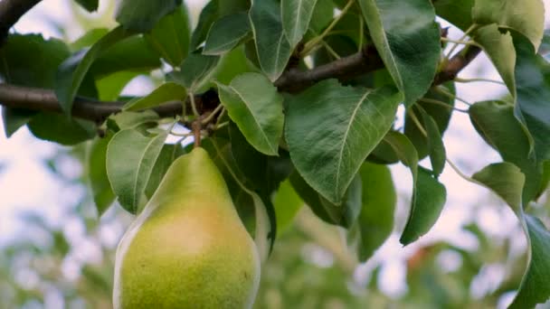 Uma Pêra Cresce Uma Árvore Jardim Foco Seletivo Alimentos — Vídeo de Stock