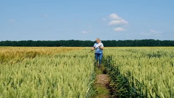 Ein Bauer Geht Durch Ein Weizenfeld Selektiver Fokus Natur — Stockvideo