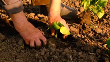 Bir kadın bahçeye fidanlar ekiyor. Seçici odaklanma. Doğa.