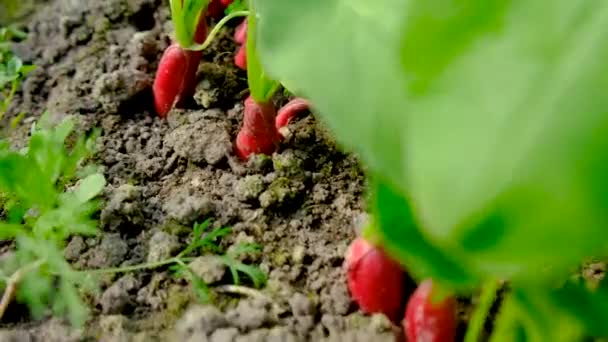 Radishes Growing Garden Selective Focus Nature — Stock Video