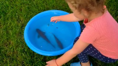 Bir çocuk kasedeki balıkla oynar. Seçici odaklanma. Çocuk.