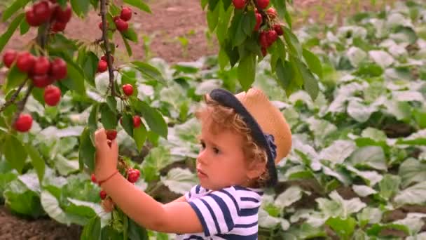 Ett Barn Skördar Körsbär Trädgården Selektivt Fokus Livsmedel — Stockvideo