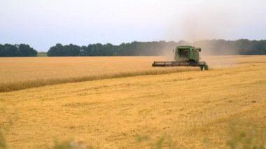 Hasatçı tarlada buğday hasat eder. Seçici odaklanma. yiyecek.