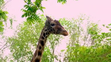 giraffe at the zoo. Selective focus. animals.