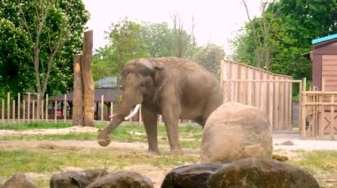 Hayvanat bahçesindeki fil. Seçici odaklanma. hayvanlar.