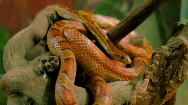 Snake Terrarium Ultraviolet Light Selective Focus Animals — Stok video
