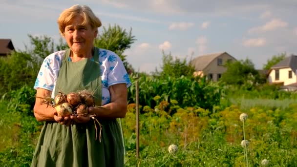 老太太在花园里抱着洋葱 有选择的重点 — 图库视频影像