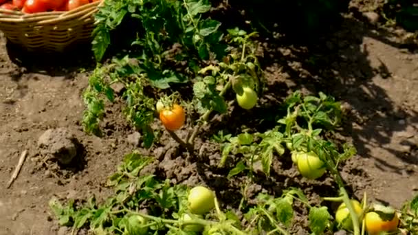 番茄在花园里收获 有选择的重点 — 图库视频影像