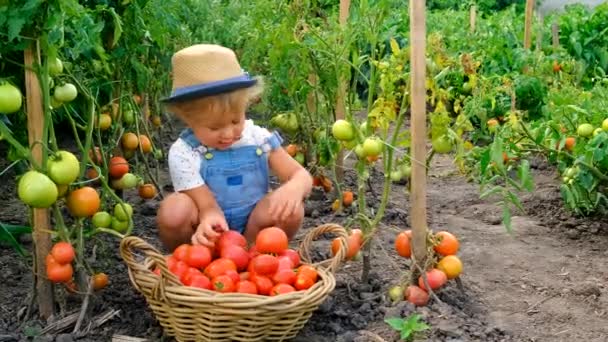 Dziecko Ogrodzie Zbiera Pomidory Wybiórcze Skupienie Żywność — Wideo stockowe