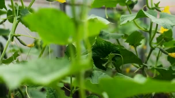 Los Pepinos Que Crecen Invernadero Enfoque Selectivo Naturaleza — Vídeo de stock