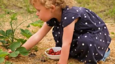Bir çocuk bahçede çilek topluyor. Seçici odaklanma. yiyecek.