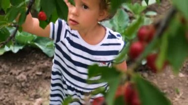 Bir çocuk bahçede kiraz topluyor. Seçici odaklanma. Yiyecek..