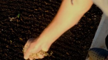 Çim ekin. Seçici odaklanma doğası