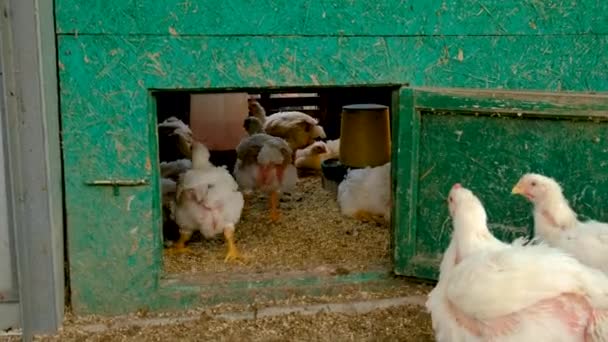 Цыплята Бройлер Ферме Выборочный Фокус Природа — стоковое видео