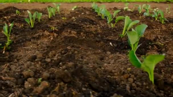 Cabbage Seedlings Planted Garden Selective Focus Food — Stock Video