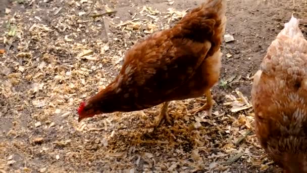 农夫在鸡舍里捡鸡蛋 有选择的重点 — 图库视频影像