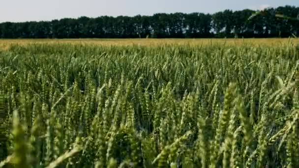 Wheat Grows Field Selective Focus Nature — Stock Video