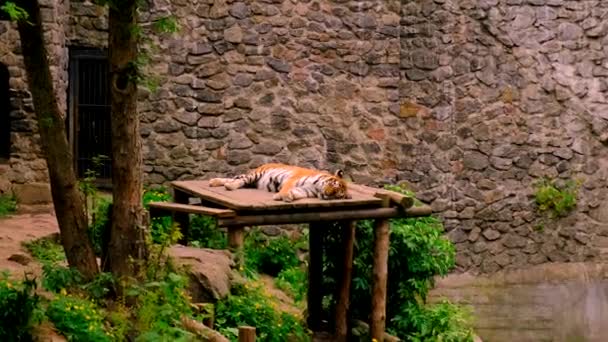Tiger Lies Zoo Selective Focus Animals — Stock Video