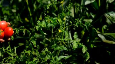 Çiftçi bir adam bahçede domates topluyor. Seçici odaklanma. Yiyecek..