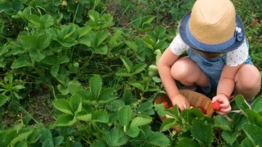 Bir çocuk bahçede çilek topluyor. Seçici odaklanma. yiyecek.