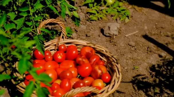 Homme Agriculteur Récolte Des Tomates Dans Jardin Concentration Sélective Produits — Video