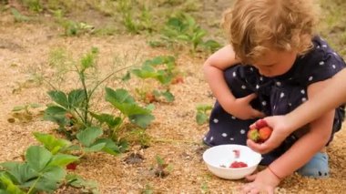 Bir çocuk bahçede çilek topluyor. Seçici odaklanma. yiyecek.