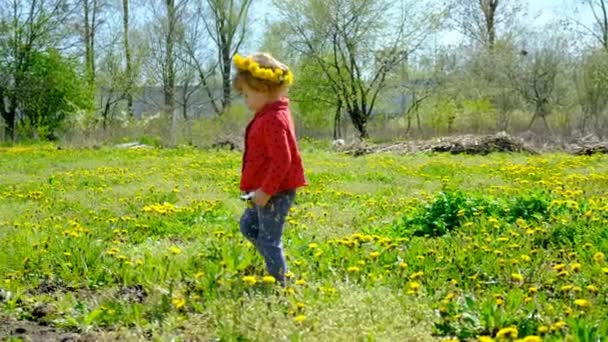 Enfant Regarde Avec Une Loupe Les Fleurs Pissenlit Concentration Sélective — Video
