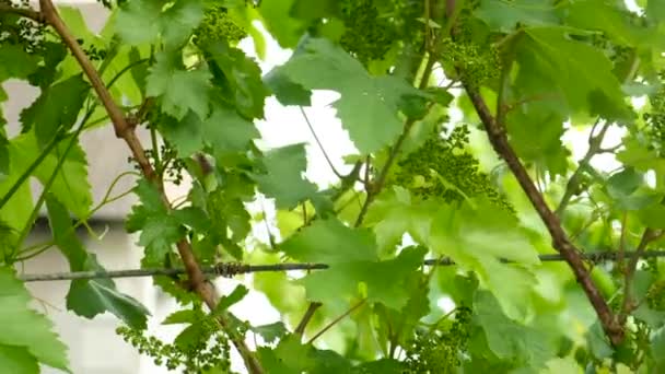 Uvas Florescem Jardim Foco Seletivo Natureza — Vídeo de Stock